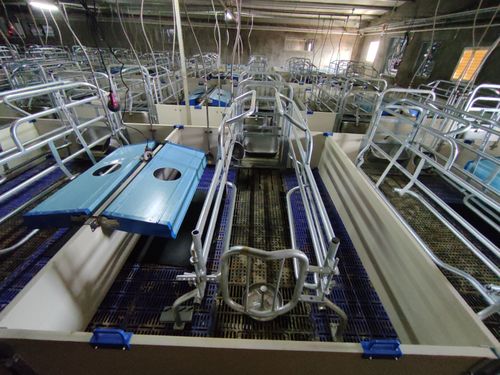 首批种猪进场 巴南首个现代化标准化规模生猪养殖场项目建成投产
