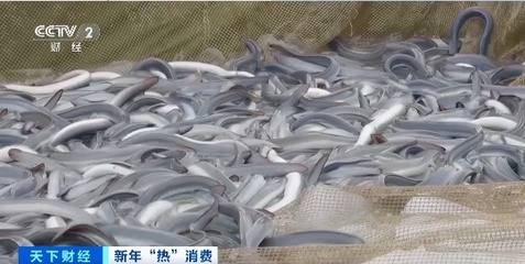 火到日本、韩国!广东鳗鱼集中捕捞,出口市场量价齐升